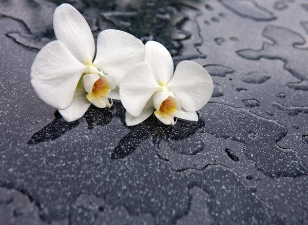 Két fehér orchidea virágok . — Stock Fotó