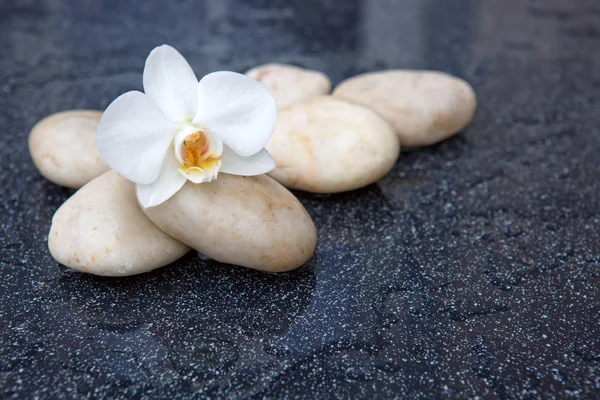 Single orchid flowers and white stones. — Stock Photo, Image