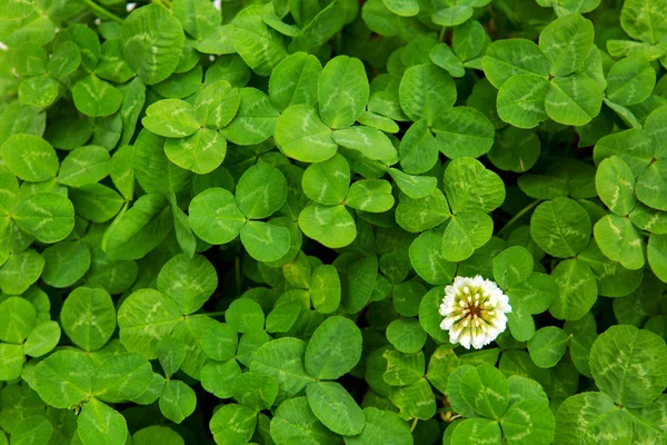 Grüne Kleeblätter und Blume. — Stockfoto