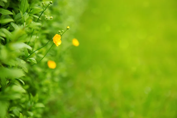 花在雨和模糊的背景. — 图库照片