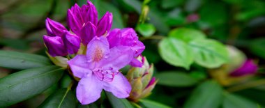 Güzel pembe Rhododendron.