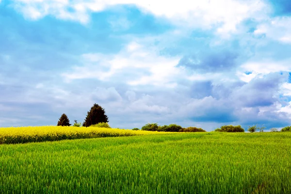 Rape flowers and gray clouds . — Stock Photo, Image