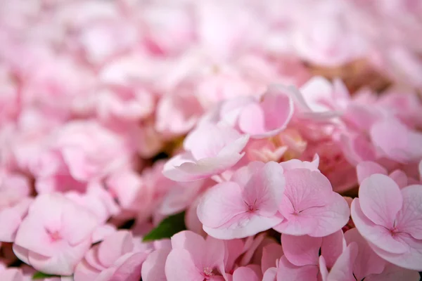 Pink flower hydrangea background close up.