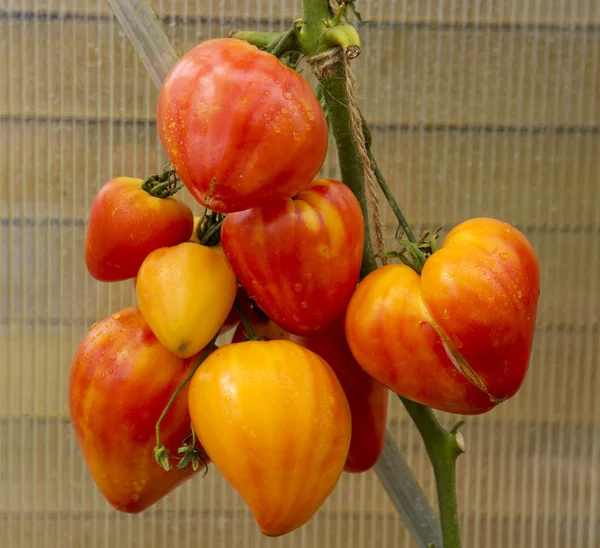 Orang ruso tomates grandes . — Foto de Stock