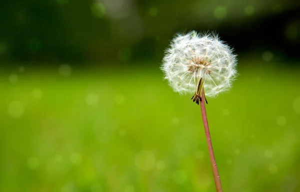 One dandelion on green background. — Stock Photo, Image