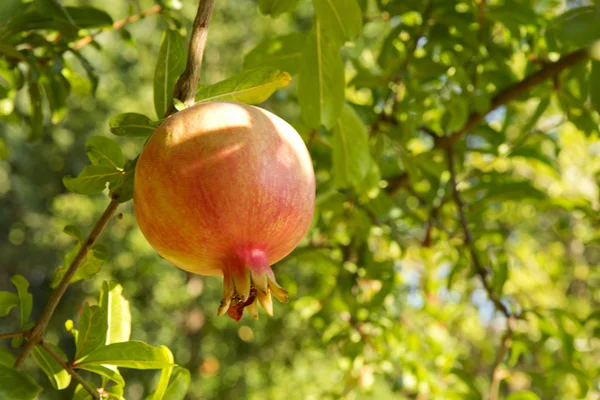 Barevné granátové jablko ovoce na větev stromu. — Stock fotografie
