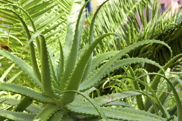 Aloe Vera Pflanze aus nächster Nähe. — Stockfoto