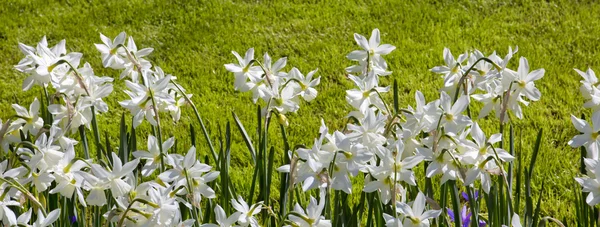 Fehér tulipánok háttér. — Stock Fotó