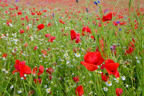Όμορφη πεδίο παπαρούνας και μαργαρίτες . — Φωτογραφία Αρχείου