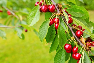 Tatlı büyük kiraz dal yakın çekim.