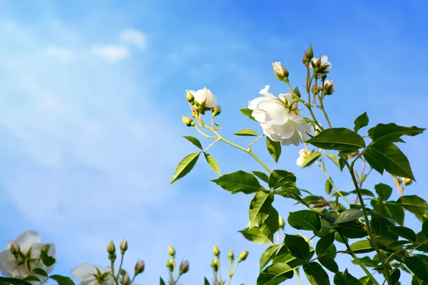 Rosa blanca sobre un fondo de cielo azul . —  Fotos de Stock