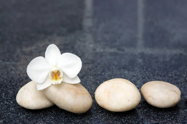 Flores de orquídea única y piedras blancas . —  Fotos de Stock