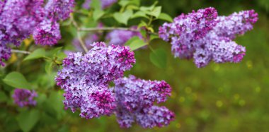 Lila çiçek yeşil izole.