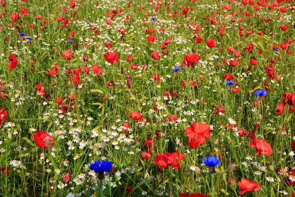 Mooie poppy en madeliefjes veld . — Stockfoto