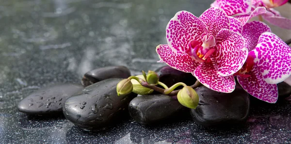 Orquídea rosa isolada no fundo preto . — Fotografia de Stock