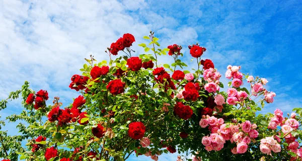 Κόκκινα και ροζ τριαντάφυλλα αναρρίχησης. — Φωτογραφία Αρχείου