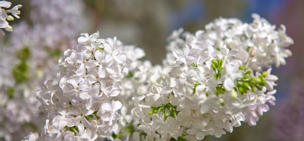 Цветы белой сирени изолированы на размытом фоне . — стоковое фото
