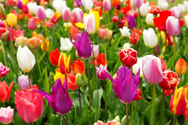 Bunte Tulpen Hintergrund. — Stockfoto