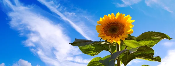 Zonnebloem op blauwe hemel. — Stockfoto