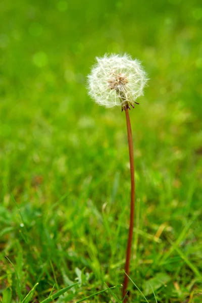 Um dente-de-leão no fundo verde. — Fotografia de Stock