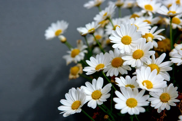 White daisies flowers isolated. — Stock Photo, Image