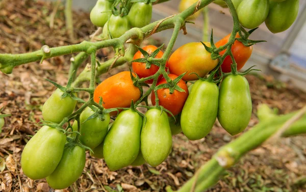 Dojrzałe pomidory w ogrodzie. — Zdjęcie stockowe