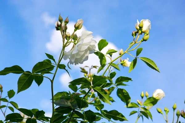 Biała Róża na tle niebieskiego nieba. — Zdjęcie stockowe
