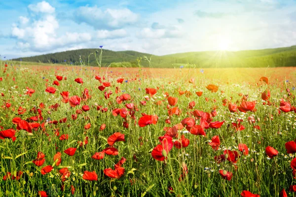 Poppies field in rays sun. — Stock Photo, Image