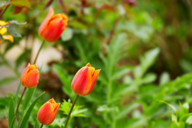 Bahar kırmızı laleler.