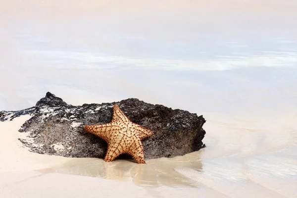 Starfish on a sand beach. — Stock Photo, Image
