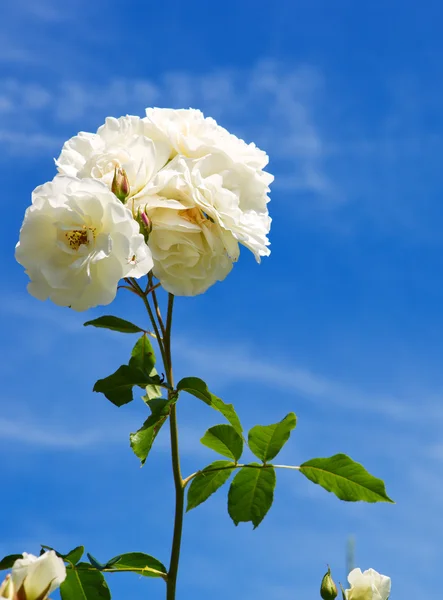 Rosas blancas aisladas  . —  Fotos de Stock