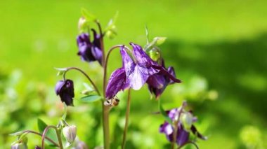 Columbine çiçek bumble bee ile.