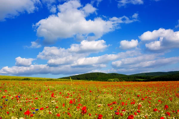Wilder Mohn Blumen auf blauem Himmel Hintergrund. — Stockfoto
