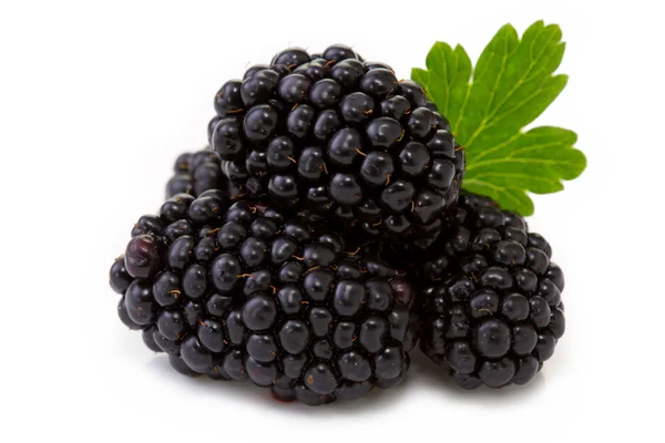 Blackberry con hoja . — Foto de Stock