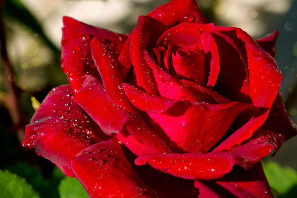 Close up of red rose petal.Macro Shot of a Red Rose
