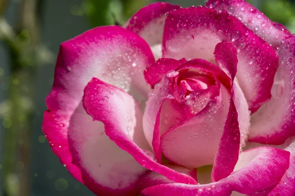 Vacker Rosa Ros närbild. — Stockfoto