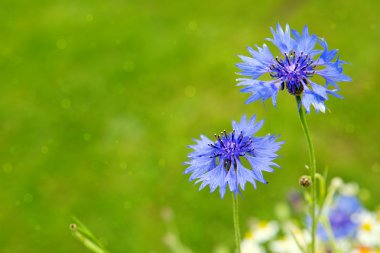 İzole çift mavi Peygamber Çiçeği .