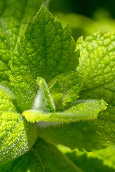 Close up green peppermint leaves. — Stock Photo, Image