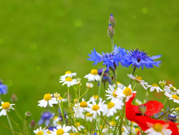 Buquê de flores selvagens  . — Fotografia de Stock