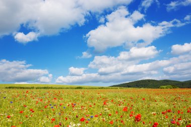 Mavi gökyüzü arka plan üzerinde haşhaş.