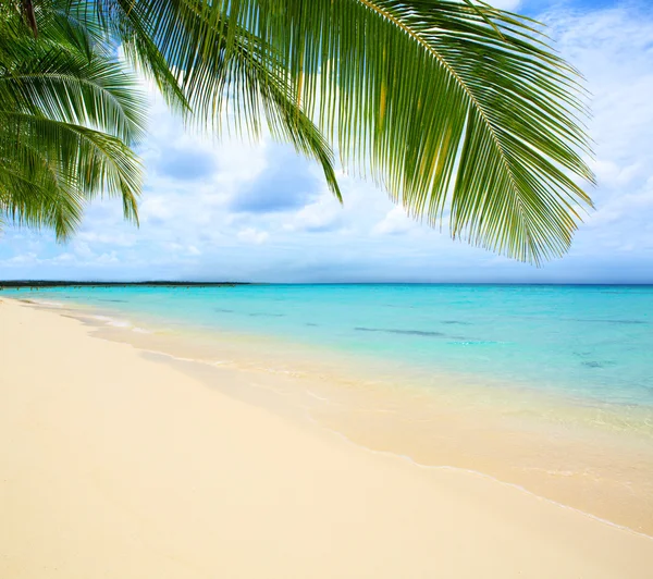 Caribbean sea and palm leaves. Stock Photo