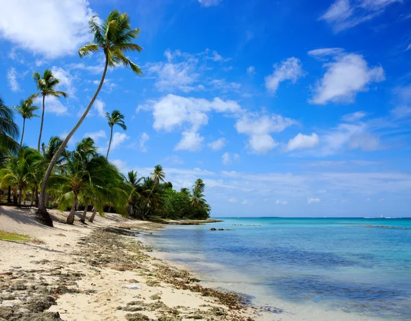 Mar Caribe y palmeras . — Foto de Stock