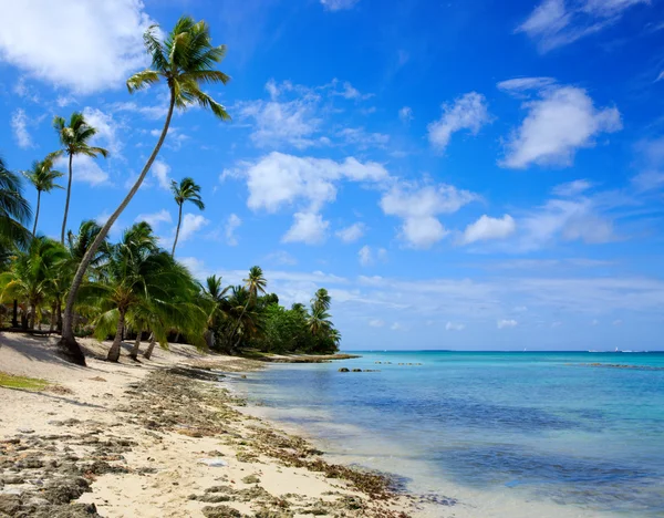 Caribbean sea and palms. Stock Photo