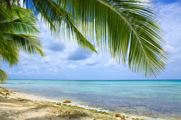 Mar Caribe y hojas de palmera . — Foto de Stock