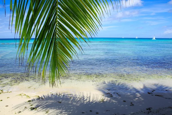 Palm leaves and caribbean sea . — Stock Photo, Image