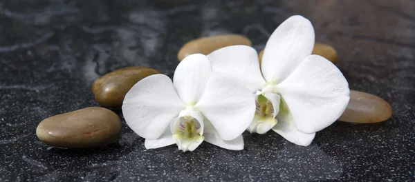 Két orchidea virágok és fehér kövek. — Stock Fotó
