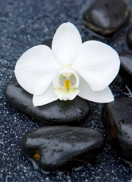 Single white orchid and black stones close up. — Stock Photo, Image