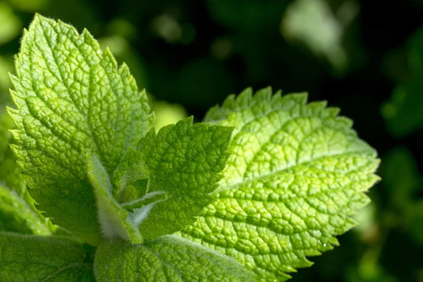 Close up green peppermint leaves. — Stock Photo, Image