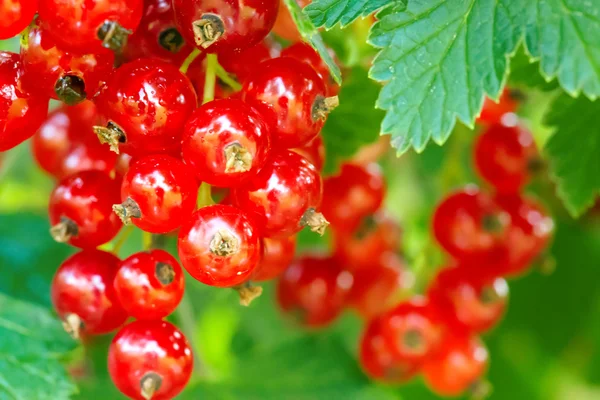 El cultivo de pepinos en el jardín — Foto de Stock