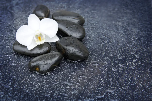 Single white orchid and black stones close up. — Stock Photo, Image